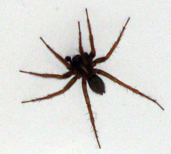 arachnide2 arachnide2